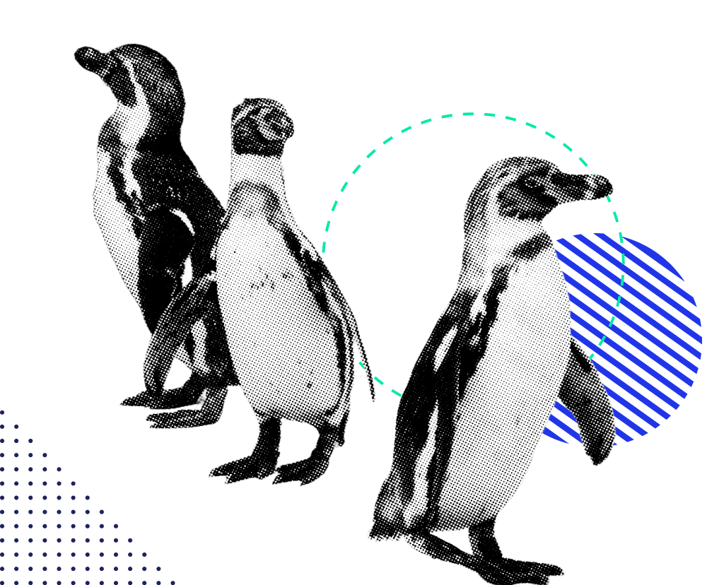 Innovation Zoo